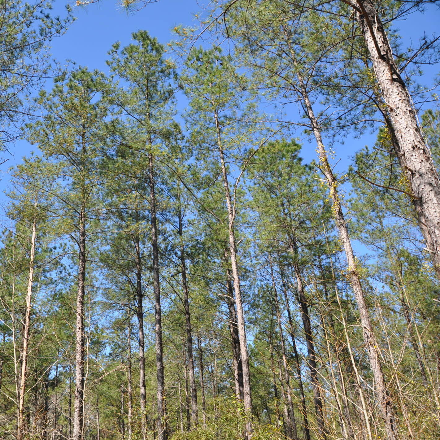 Alabama, USA