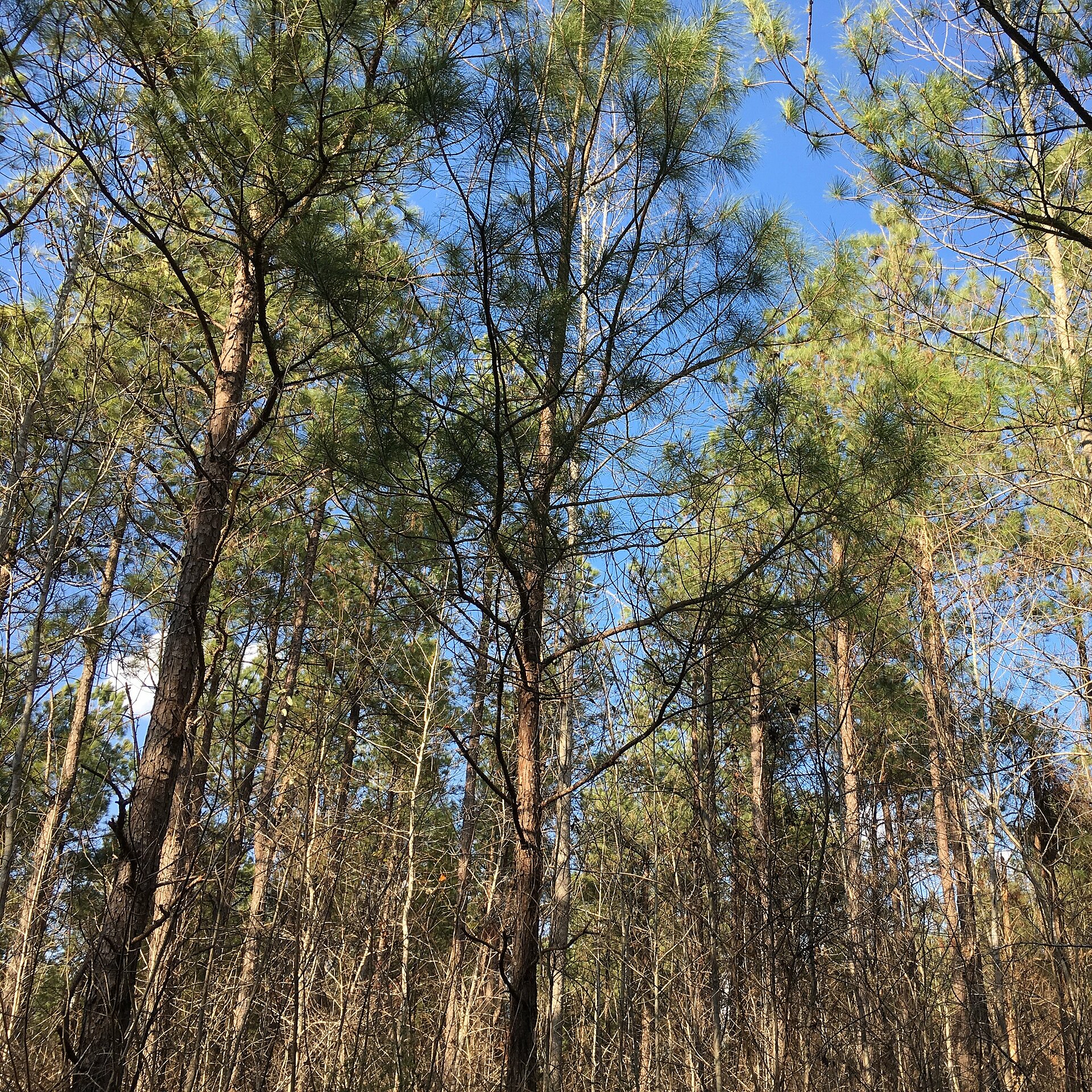 South Carolina, USA